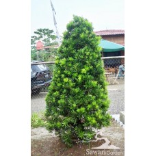 Lohansung (Podocarpus sp)